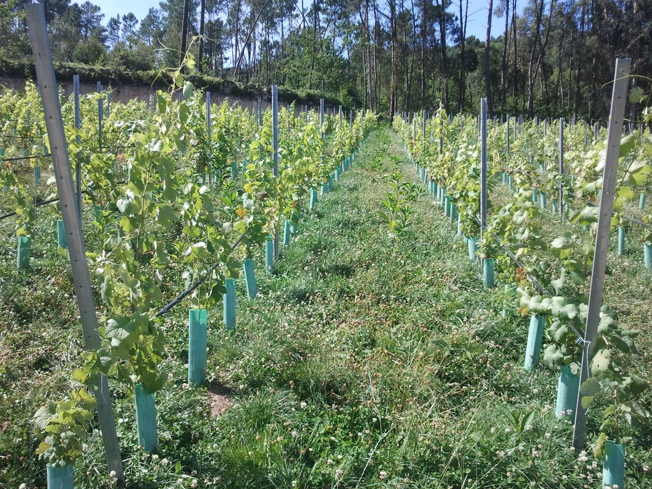 Imagen del viñedo As Furnias